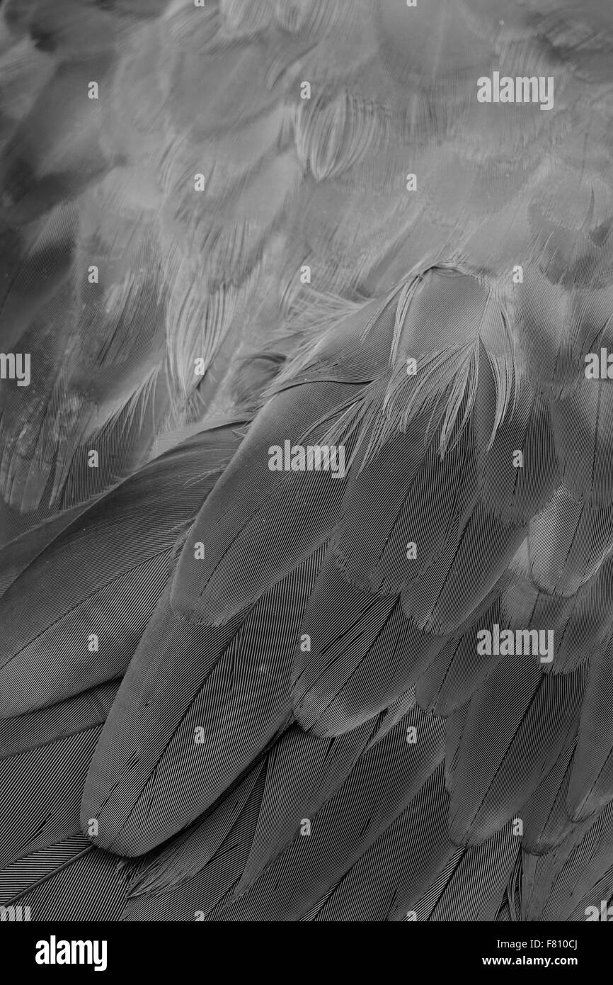 Beau vert-winged Macaw (Ara chloropterus) retour feather Banque D'Images