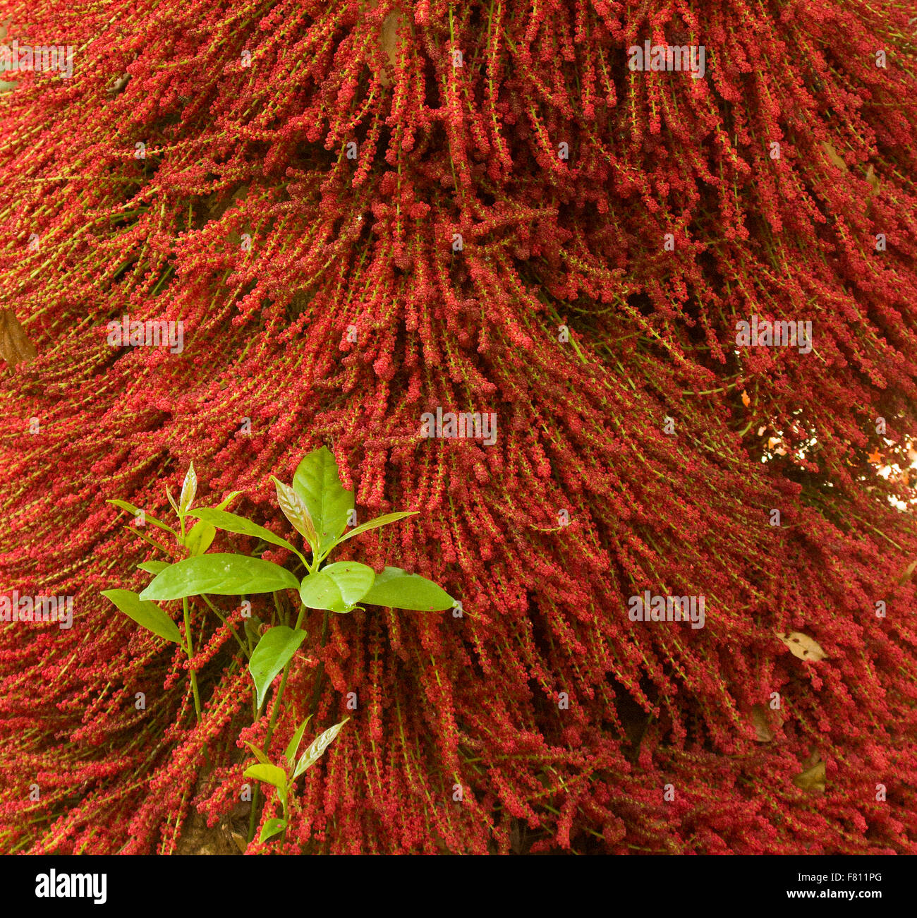 Baccaurea est une espèce de passereau appartenant à la famille des Phyllanthaceae. Le genre comprend plus de 100 espèces. Banque D'Images