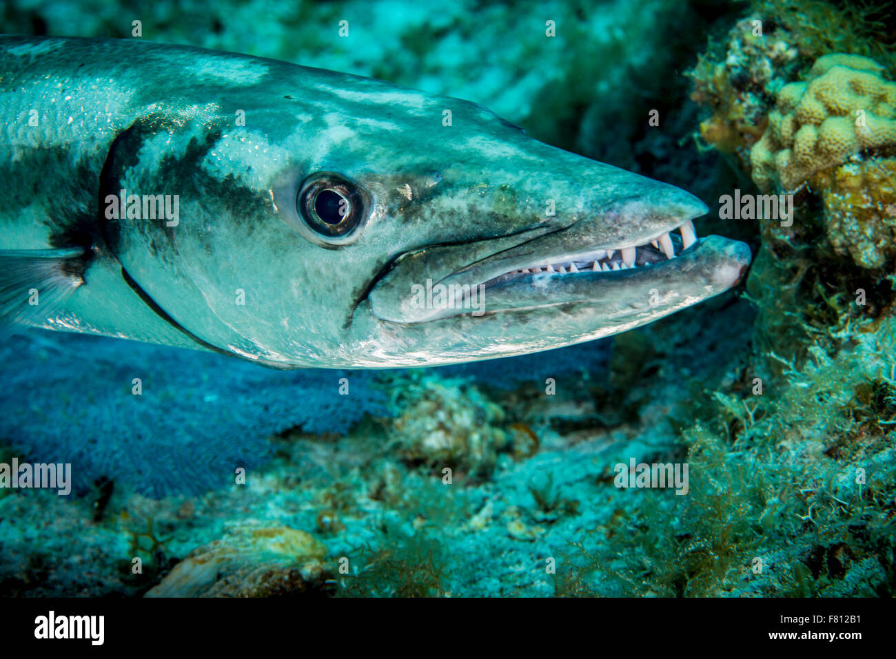 Grand sous-marin Barracuda à Little Cayman Banque D'Images