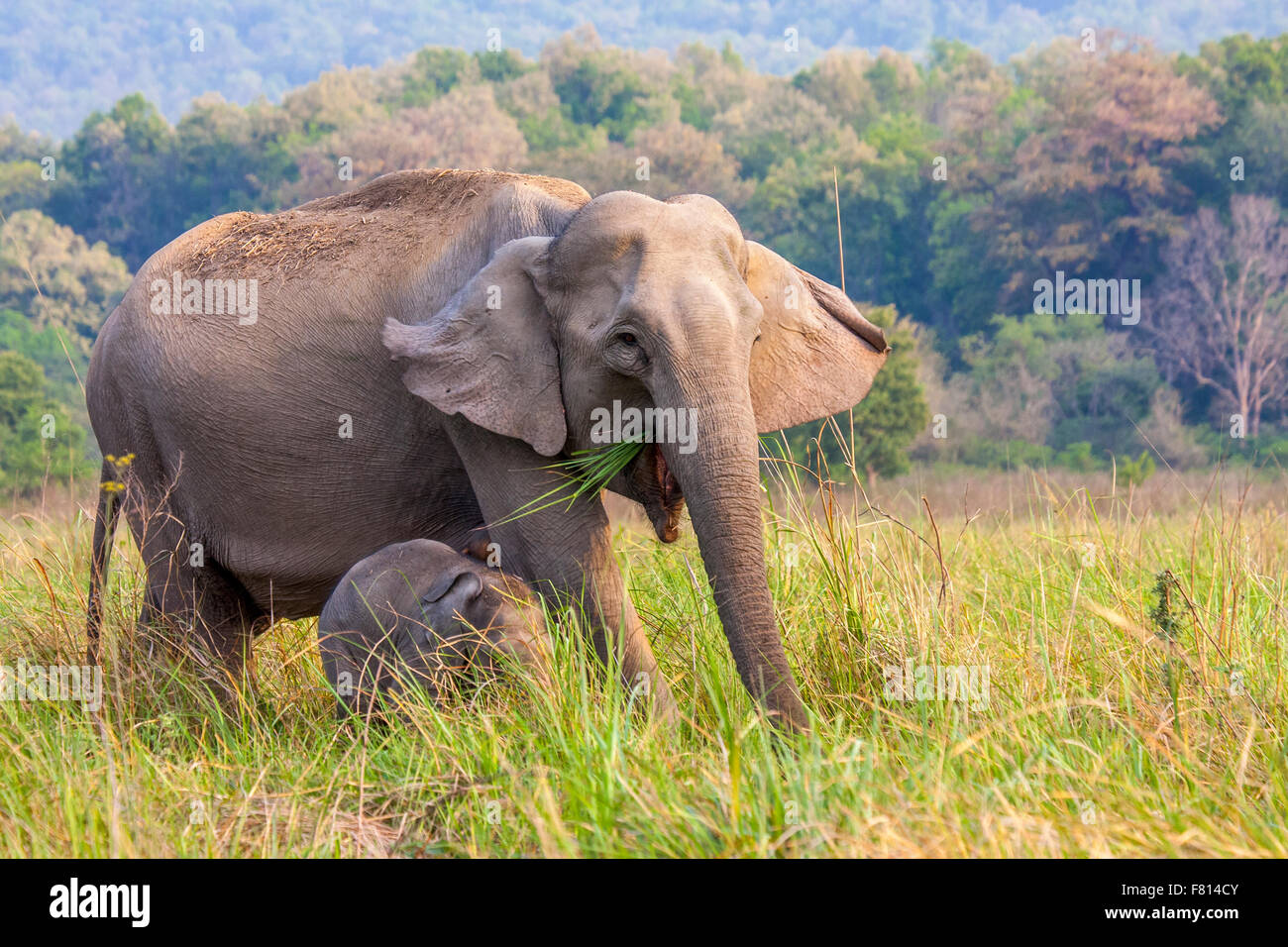 L'éléphant d'Asie sauvage avec ses jeunes une à dhikala grassland Jim Corbett National Park, Inde. Banque D'Images