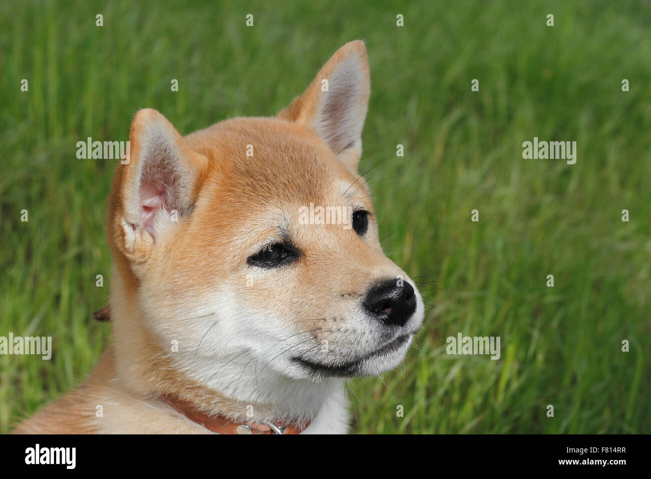 Shiba Inu, chiot Banque D'Images