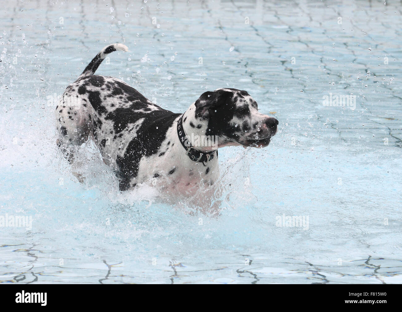 Grand danois à chien piscine Banque D'Images