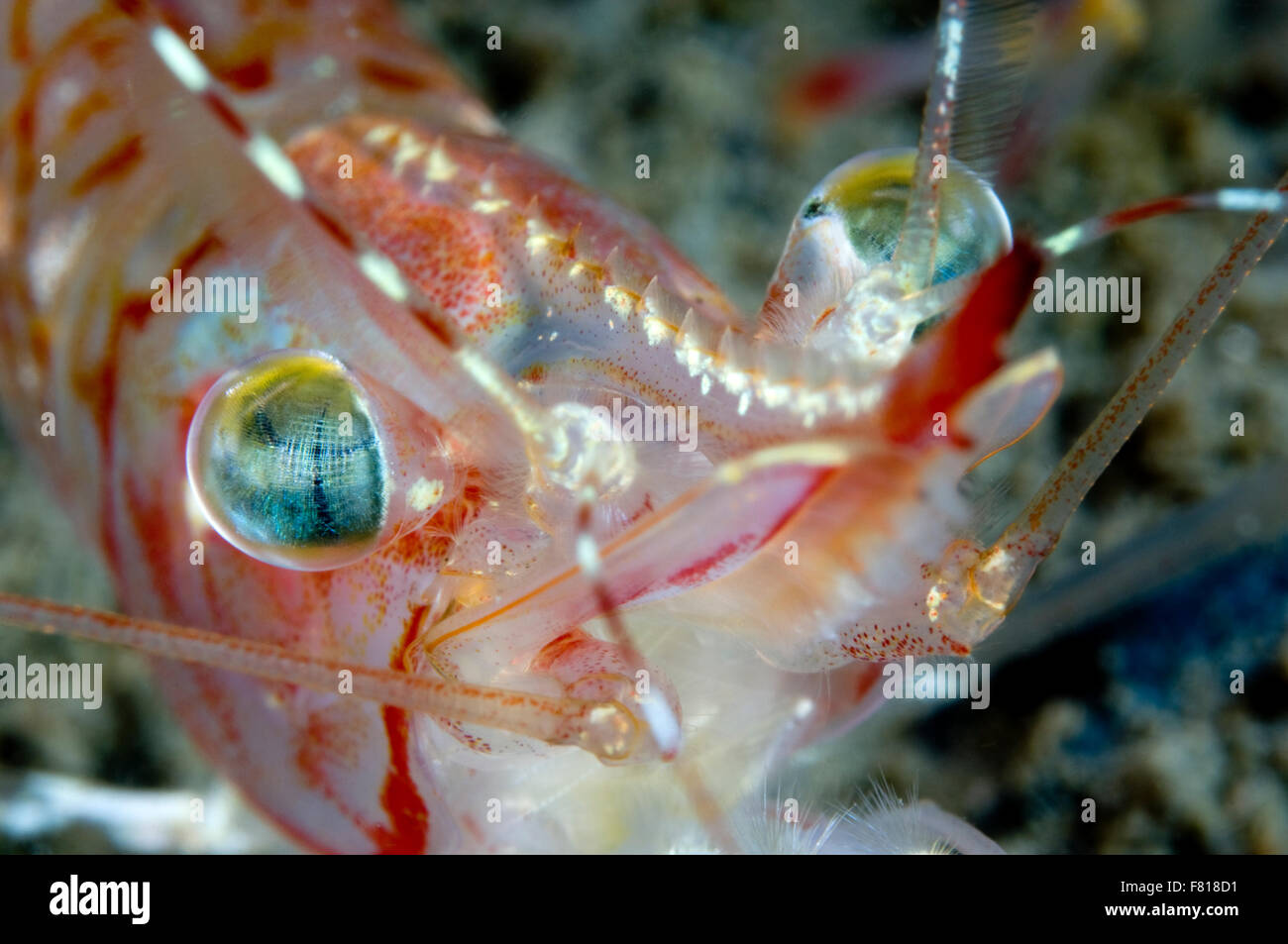 Crevette ésope sous l'eau dans l'estuaire du Saint-Laurent au Canada Banque D'Images