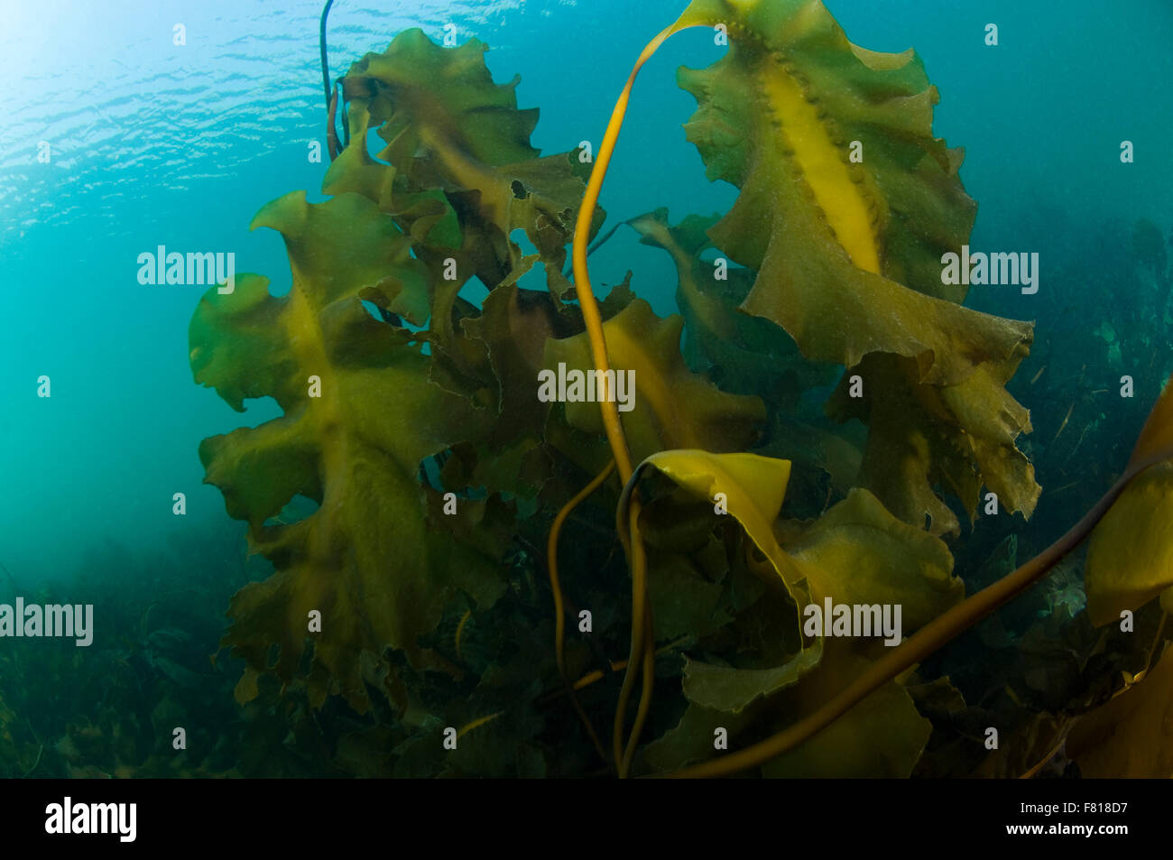 Hollow-Stemmed sous-marines de varech dans le fleuve Saint-Laurent au Canada Banque D'Images