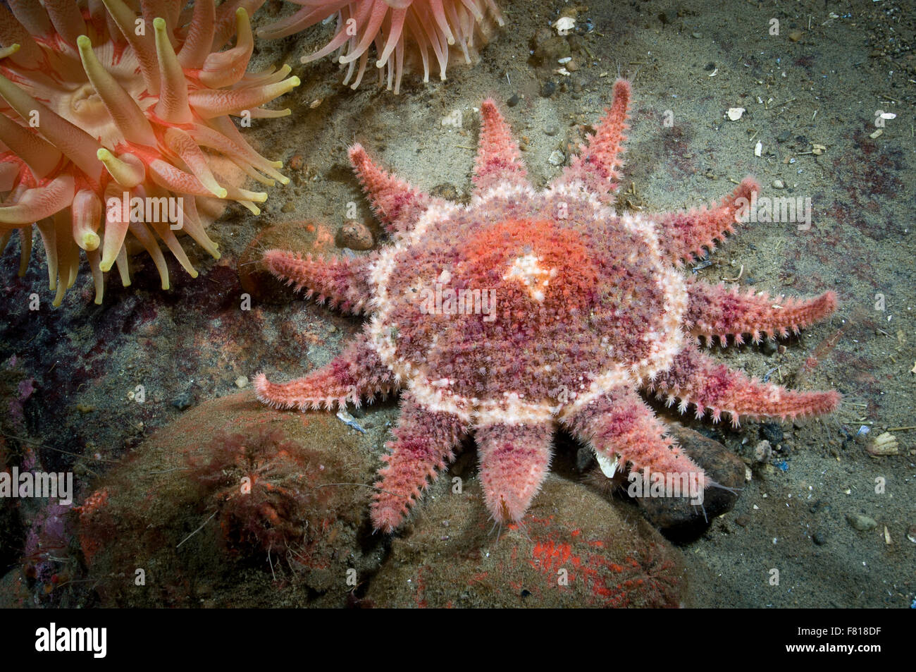 Sun Star épineux sous l'eau dans le fleuve Saint-Laurent au Canada Banque D'Images