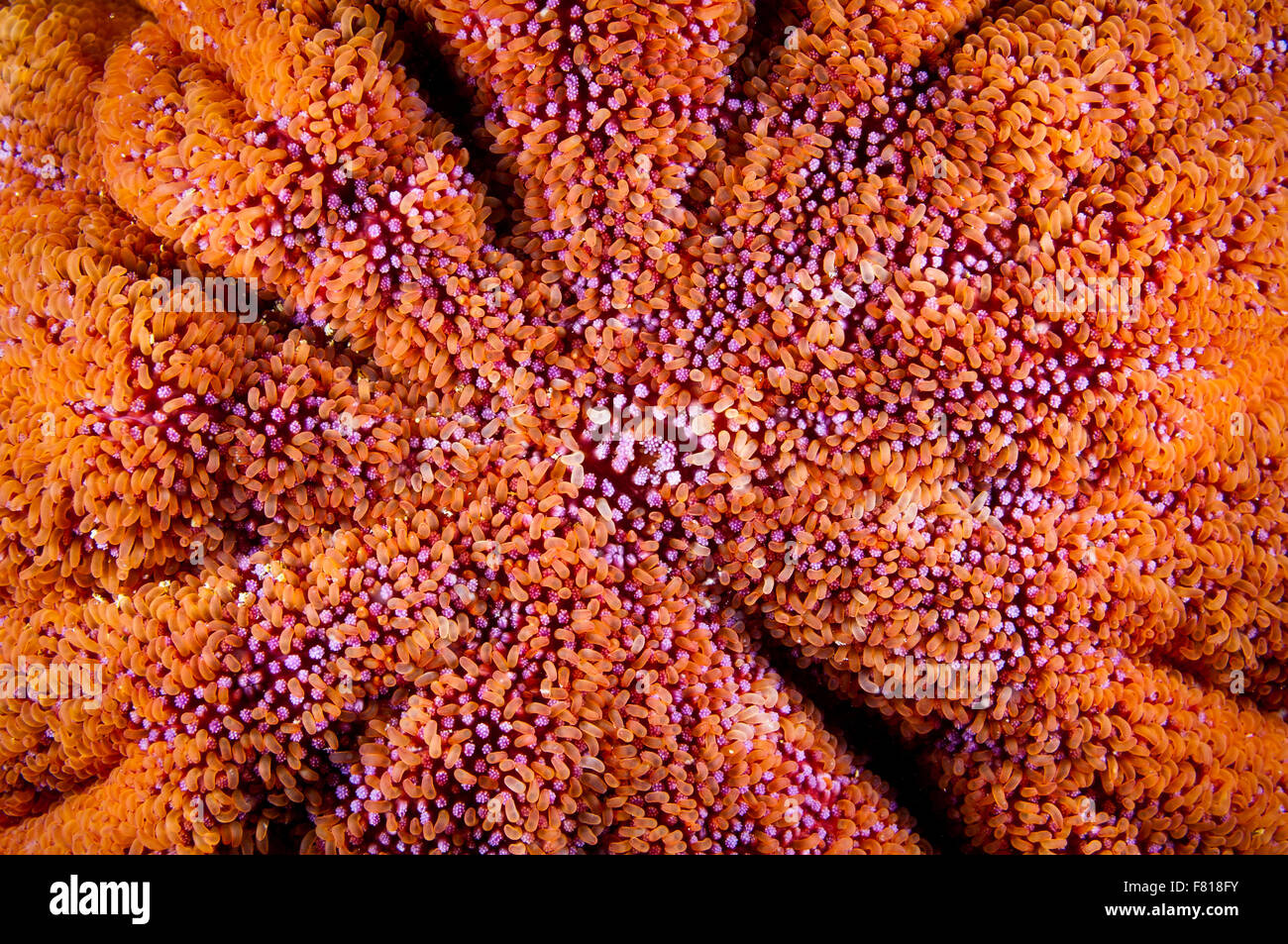 Close-up of a Sun Star lisse texture dans le fleuve Saint-Laurent au Canada Banque D'Images
