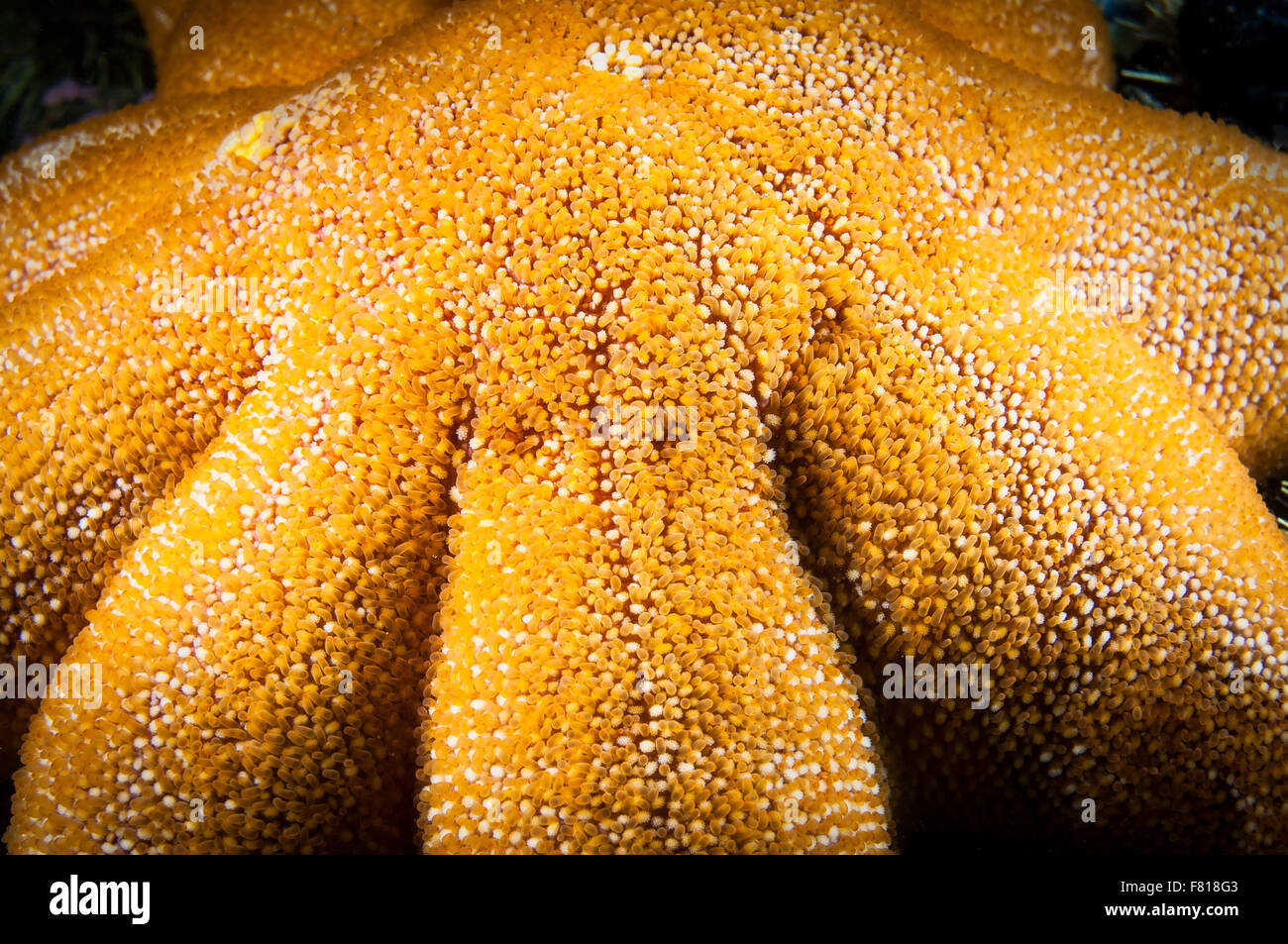 Gros plan d'un Sun Star lisse sous l'eau du fleuve Saint-Laurent au Canada Banque D'Images
