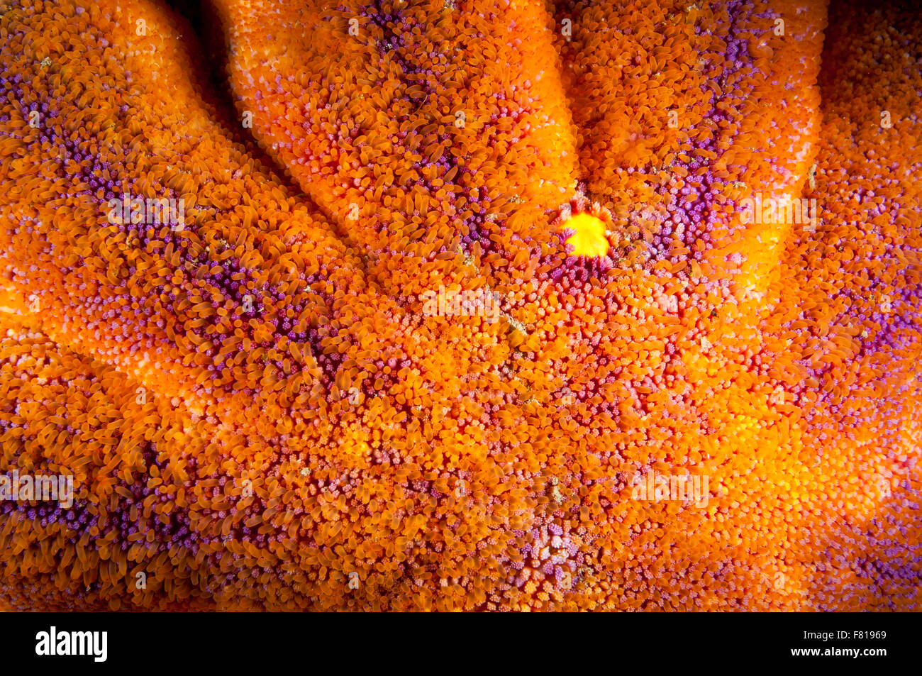 Close-up d'une texture lisse Sun Star dans l'estuaire du Saint-Laurent Banque D'Images