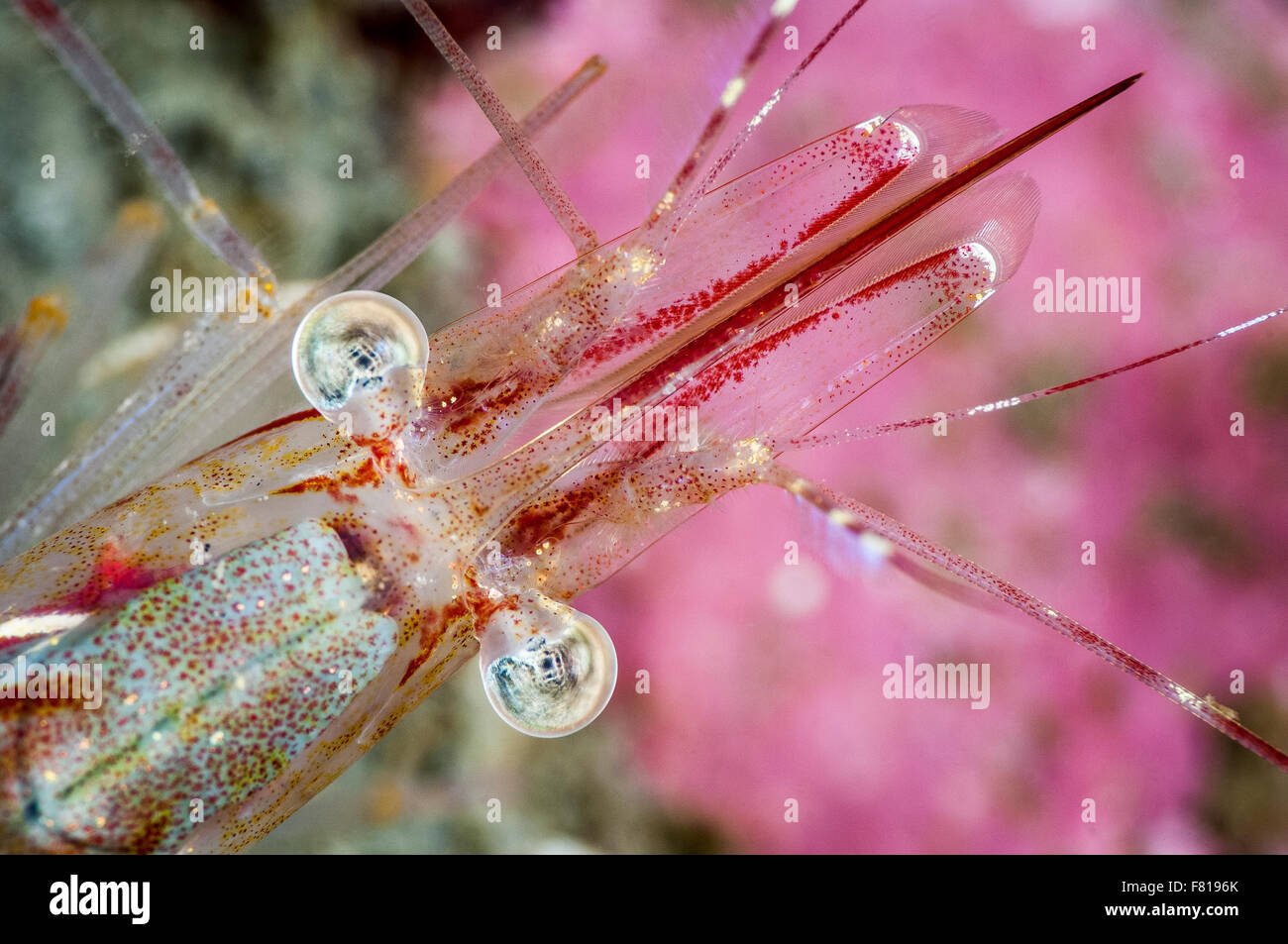 Crevette ésope sous l'eau dans l'estuaire du Saint-Laurent Banque D'Images