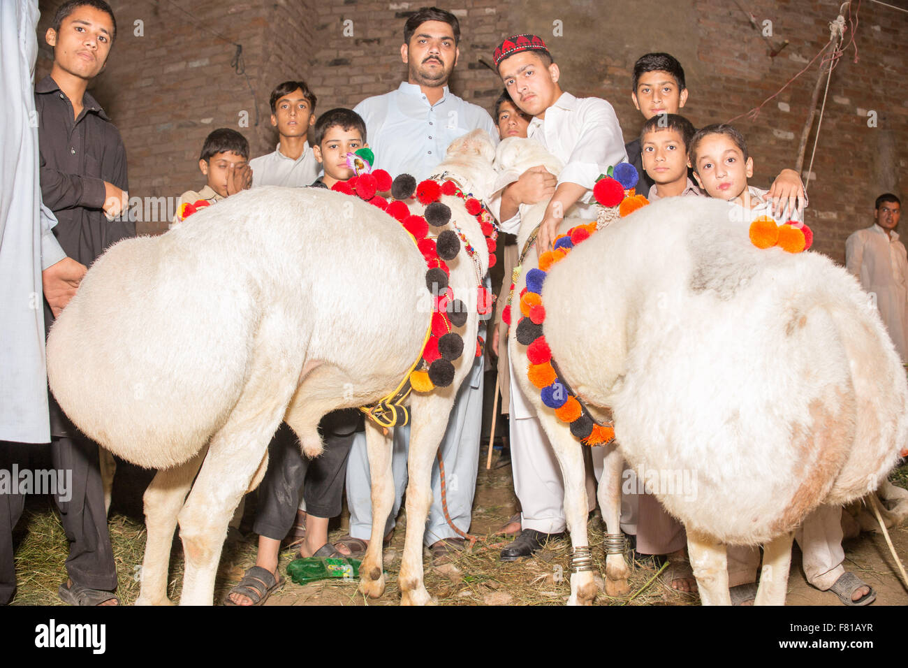 PESHAWAR, Pakistan, 23 Septembre 2015 : vente du vendeur de moutons sains 200-250 kg mouton pour l'aïd adha.Les gens sont juste visiter pour voir les superbes moutons Banque D'Images