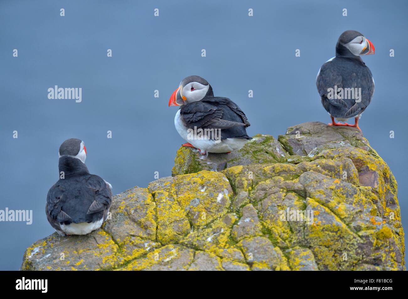 Le macareux moine (Fratercula arctica) debout sur le roc, Borgarfjördur, Islande Banque D'Images