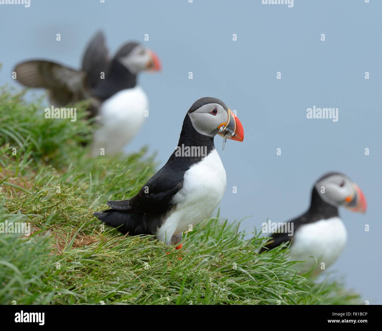 Macareux moine (Fratercula arctica) avec le poisson dans son bec, Borgarfjördur, Islande Banque D'Images