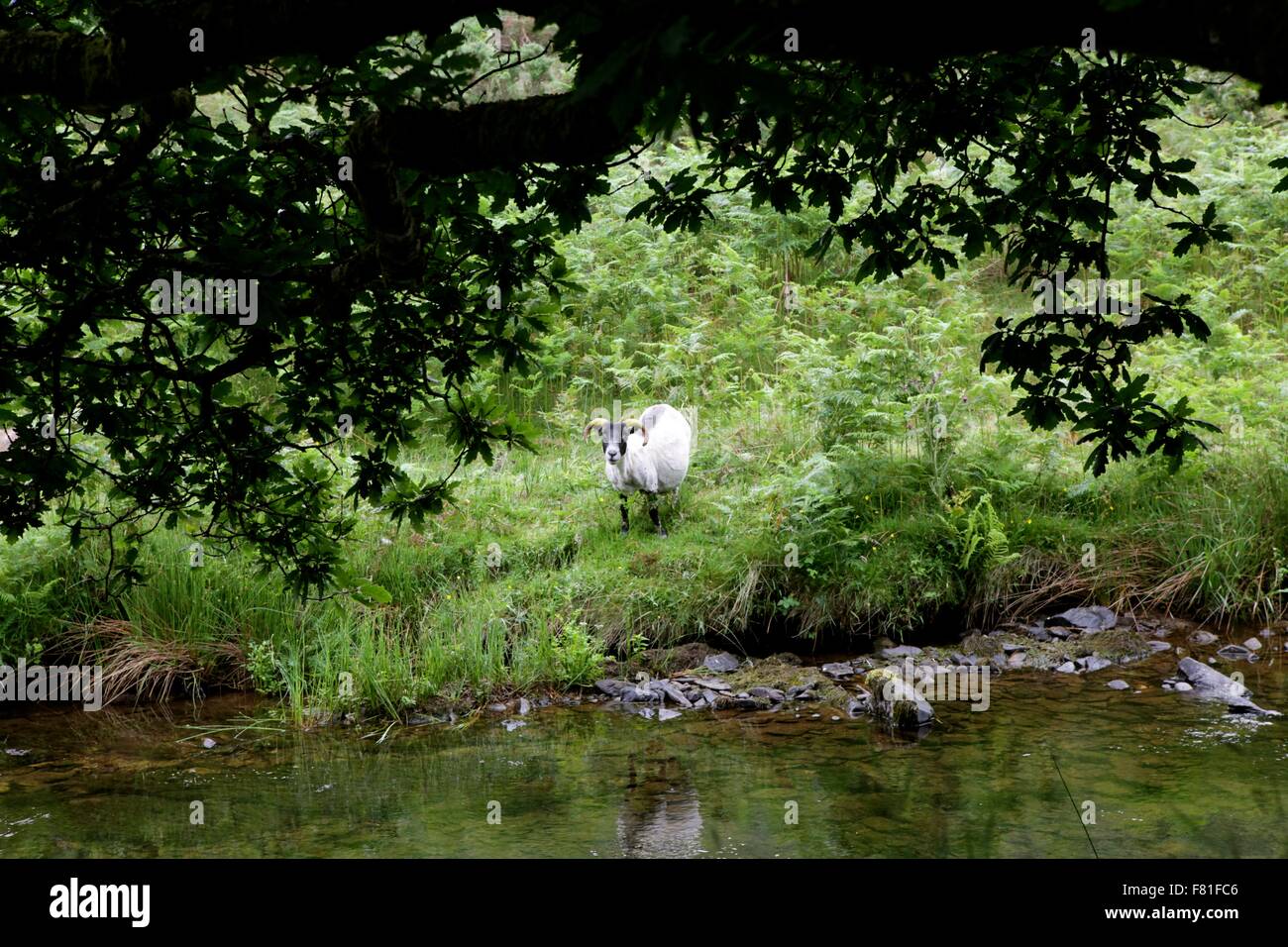 Badgworthy curieux moutons à l'eau, Doone Valley, Exmoor, Devon, England, UK Banque D'Images