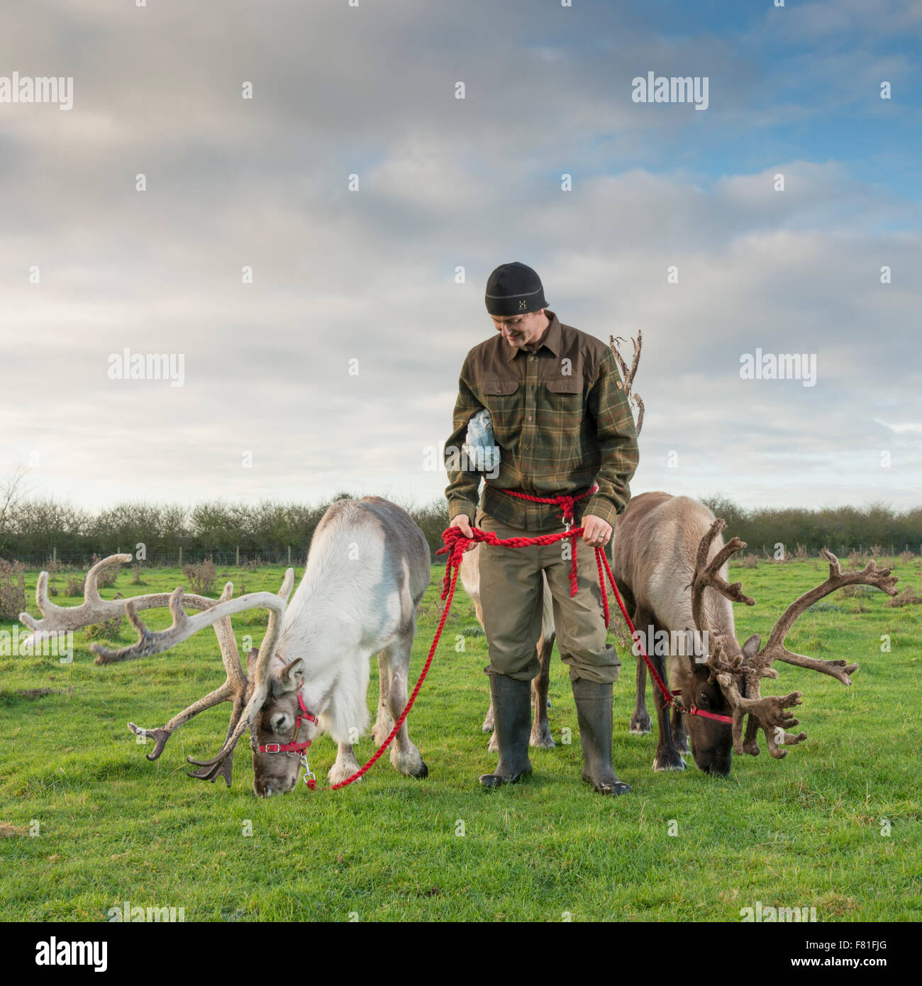 Barton, España. 4 décembre 2015, Alex Smith exerce à rennes Bird's Farm, Barton Cambridgeshire UK. Ils sont de la harde de Cairngorm en Ecosse, l'Angleterre est seulement de troupeau de rennes. Elles sont l'une des cinq équipes du troupeau tournée au R.-U. ont comparu à Noël. Ils passent le reste de l'année, vivant à l'état sauvage dans les montagnes de Cairngorm. Les rennes sont appelés l'Orignal, Kips, Parfa, Svalbard, Monty et Wolmond. Credit : Julian Eales/Alamy Live News Banque D'Images