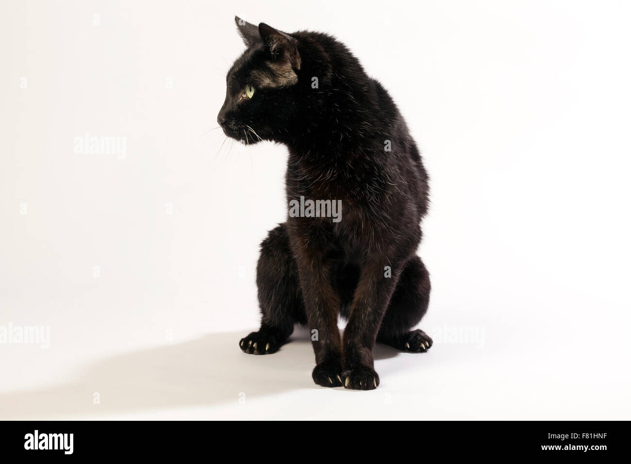 Très vieux chat noir avec fond blanc. L'arthrose, arthrose. Banque D'Images