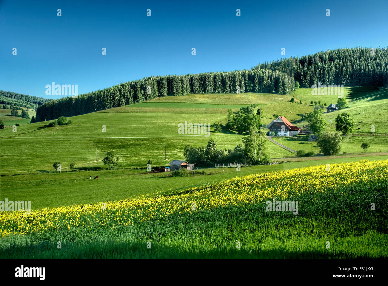 Scène typique de la Forêt Noire (Schwarzwald), Baden-Wurttemberg, Germany, Europe Banque D'Images