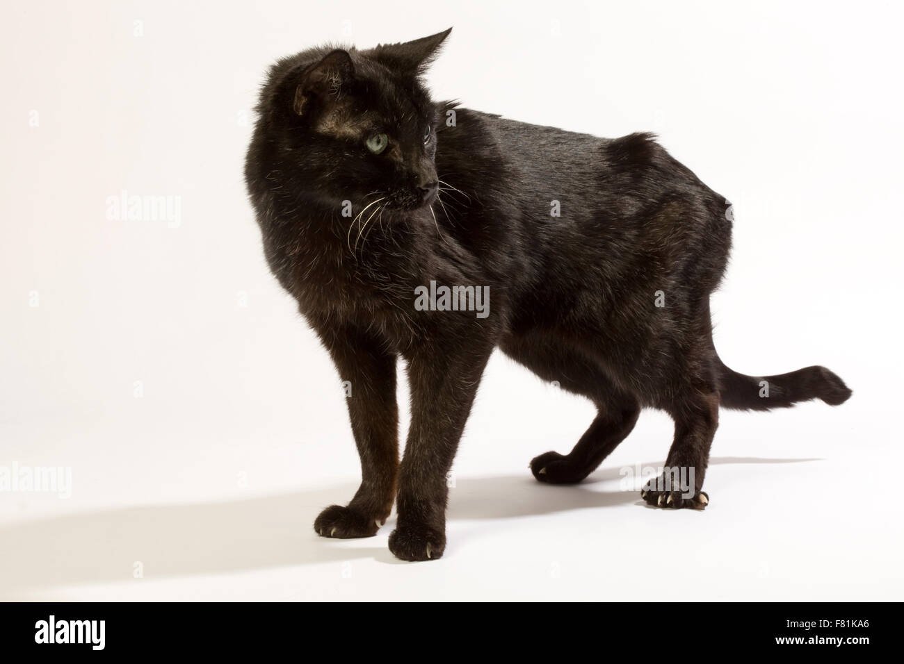 Très vieux chat noir avec fond blanc. L'arthrose, arthrose. Banque D'Images