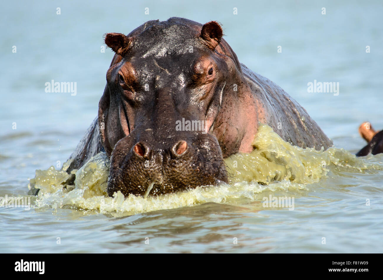 Un hippopotame de charge Banque D'Images