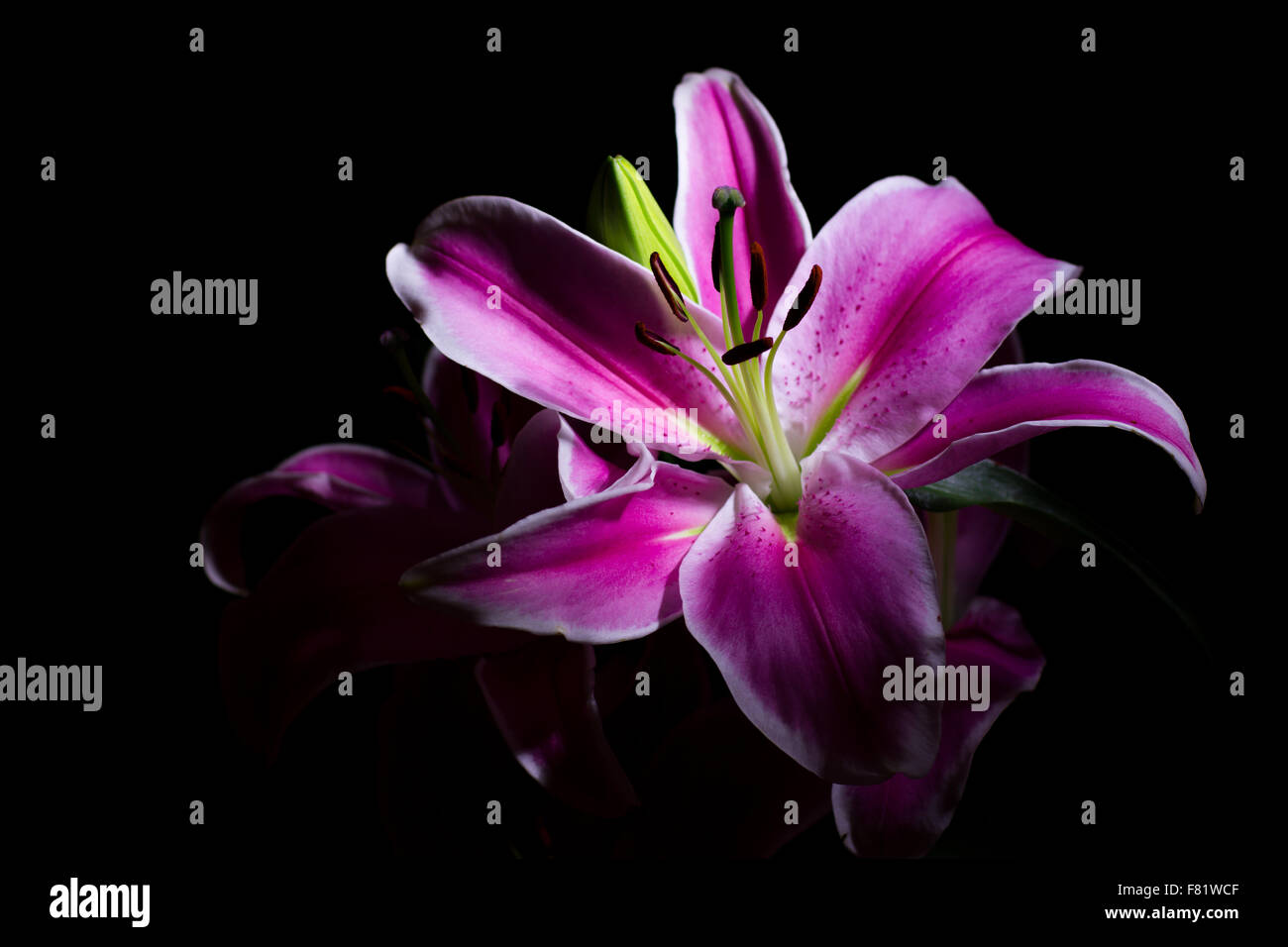 Fleur de lys rose sur fond noir Photo Stock Alamy