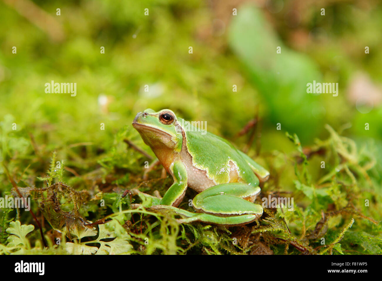 Jose M. Alvarez Photographe Banque D'Images