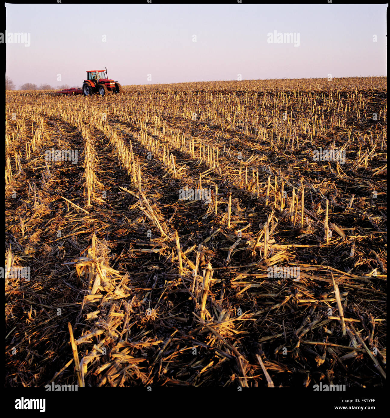 Équipement agricole travaillant dans un champ de chaume de tiges de maïs. Banque D'Images