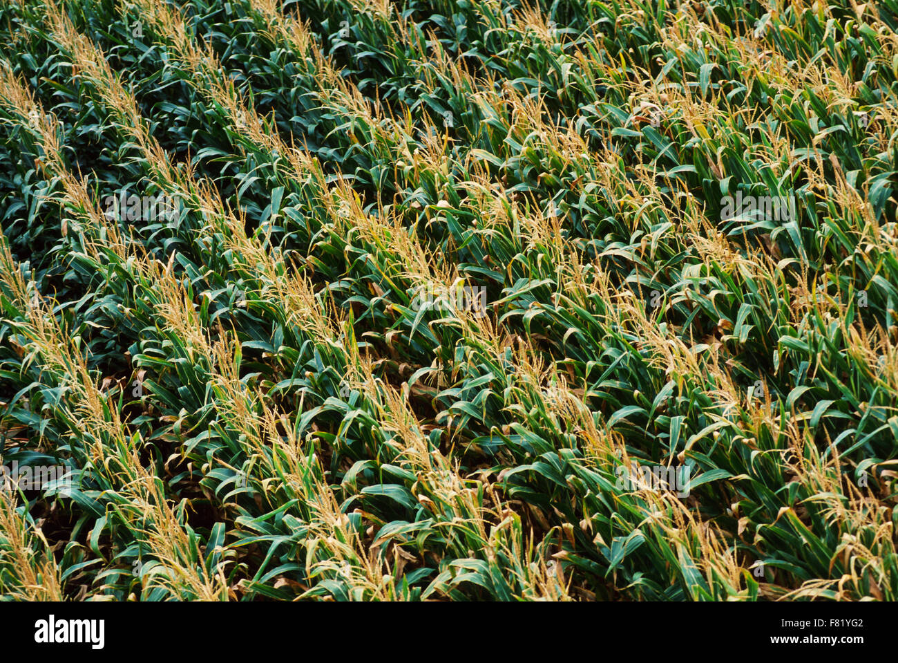 Photographie aérienne d'un champ de maïs à maturité. Banque D'Images