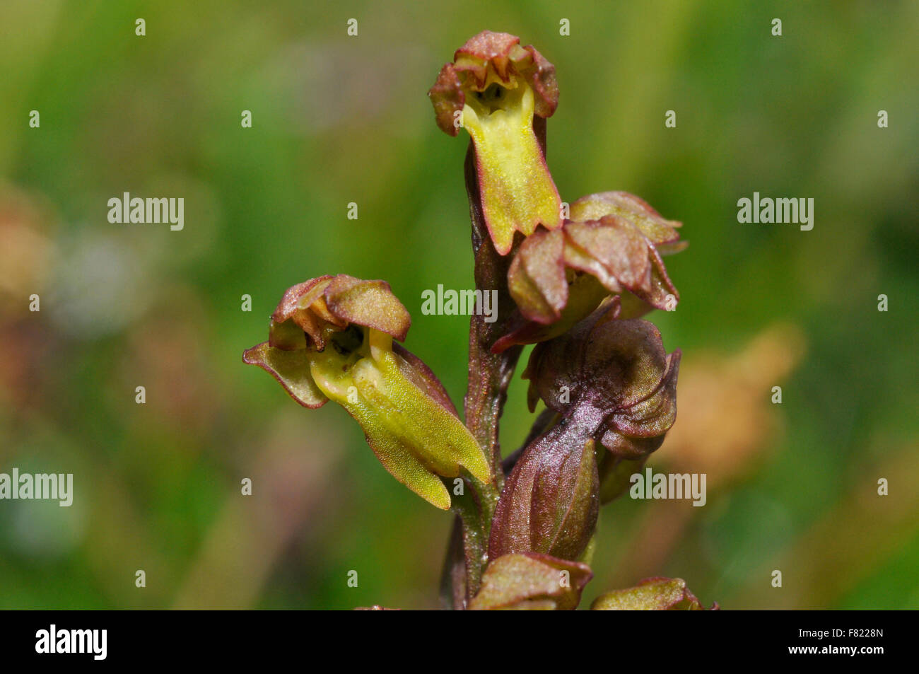 Orchidée de grenouille, Dactylohriza viridis, sur la prairie de craie, dans le Wiltshire.UK Banque D'Images
