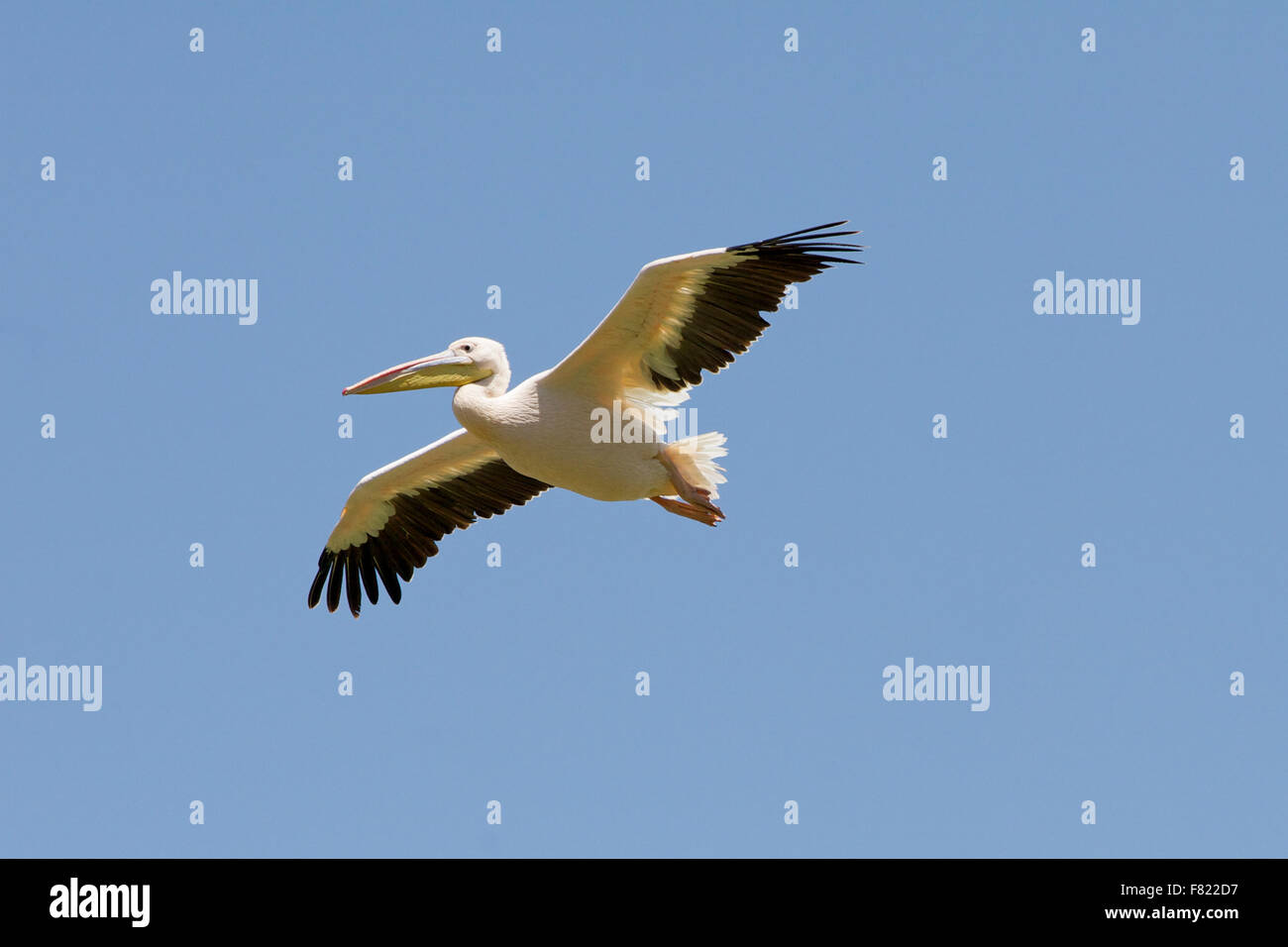 Great White Pelican en vol Banque D'Images