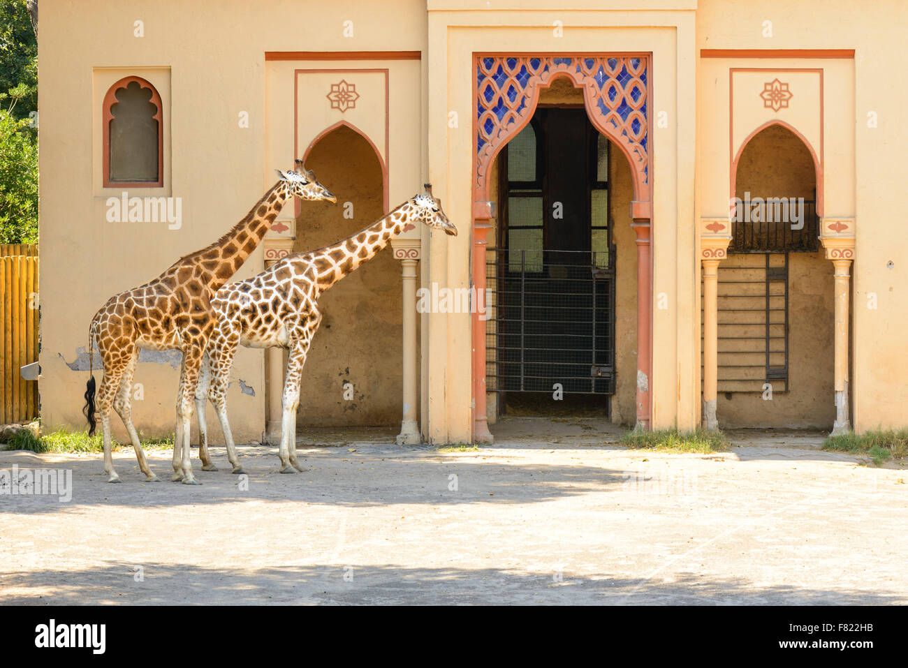 Belles balades le long de la girafe park Banque D'Images