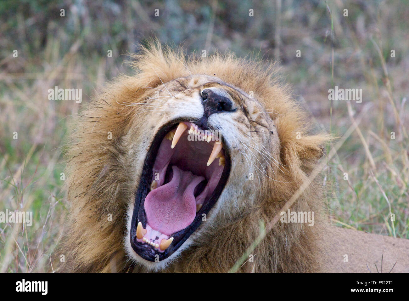 Un rugissement lion mâle Banque D'Images