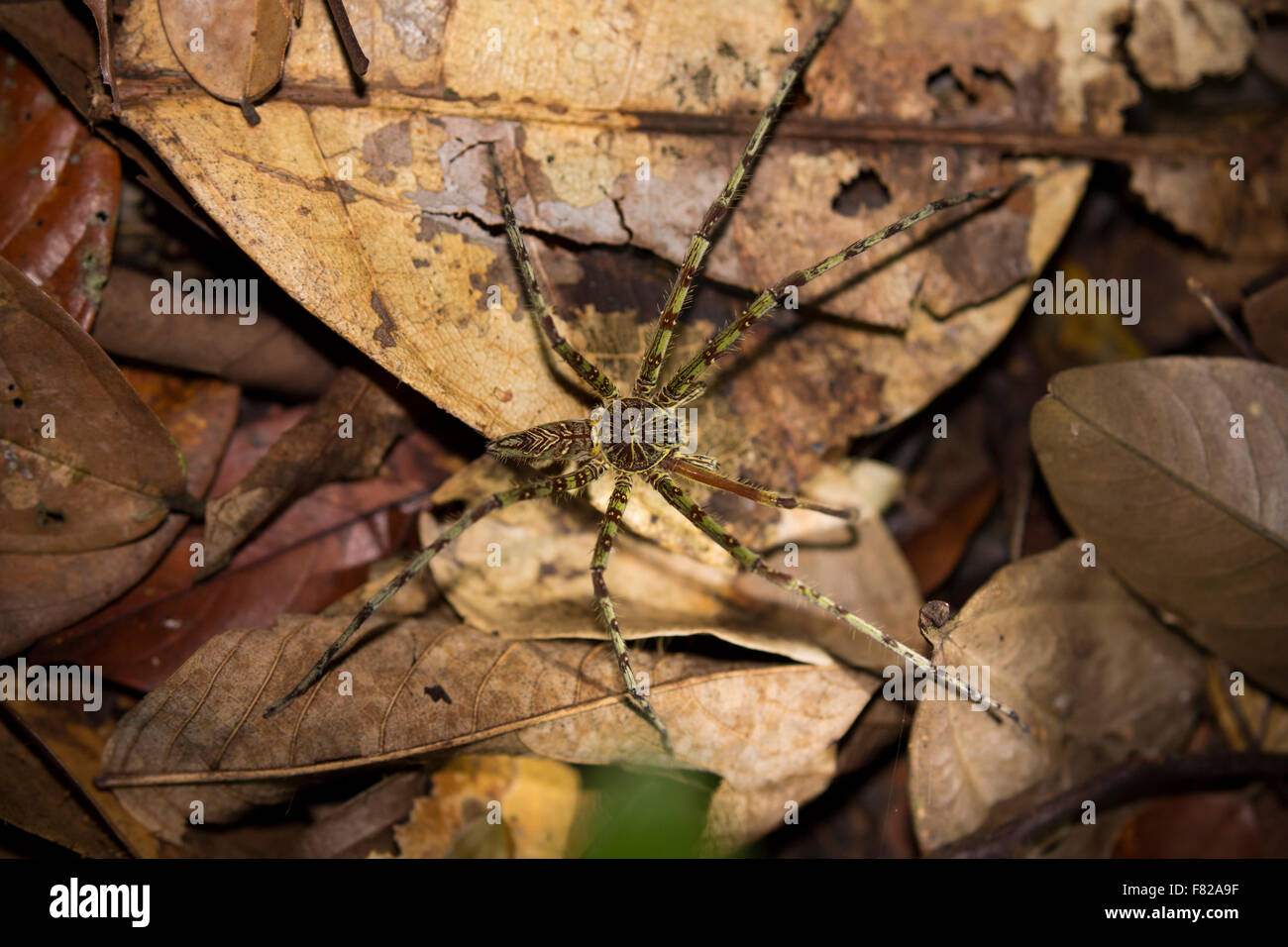Araignée Huntsman Lichen (Heteropoda boiei) Banque D'Images