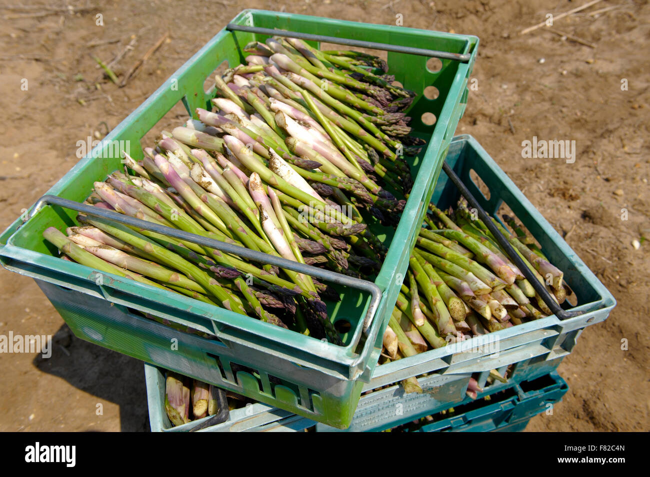 Asperges fraîches juste pris dans un champ d'asperges, Norfolk en Angleterre Banque D'Images