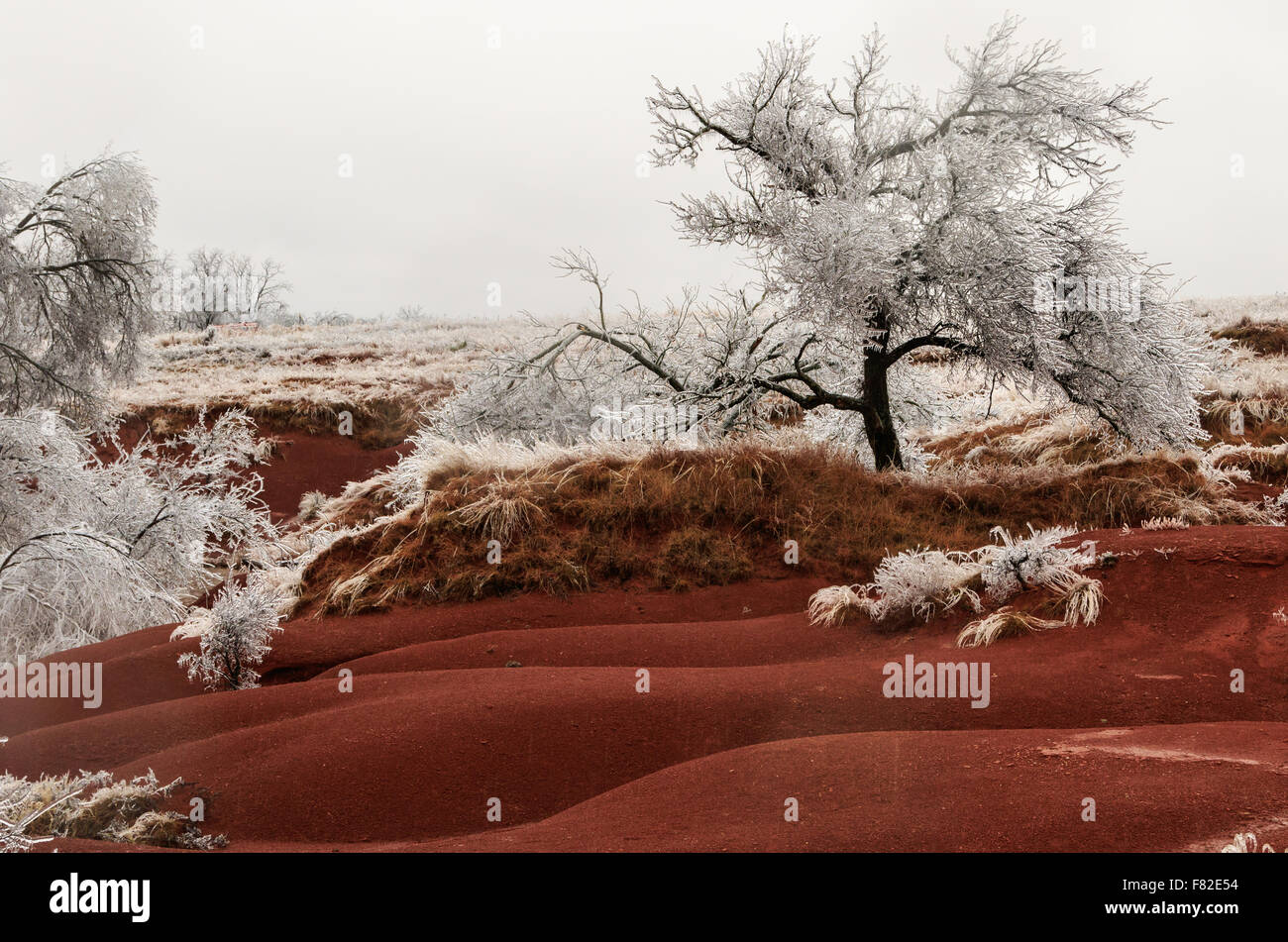 Arbres couverts de glace après la fin de l'automne de verglas en Arkansas Banque D'Images