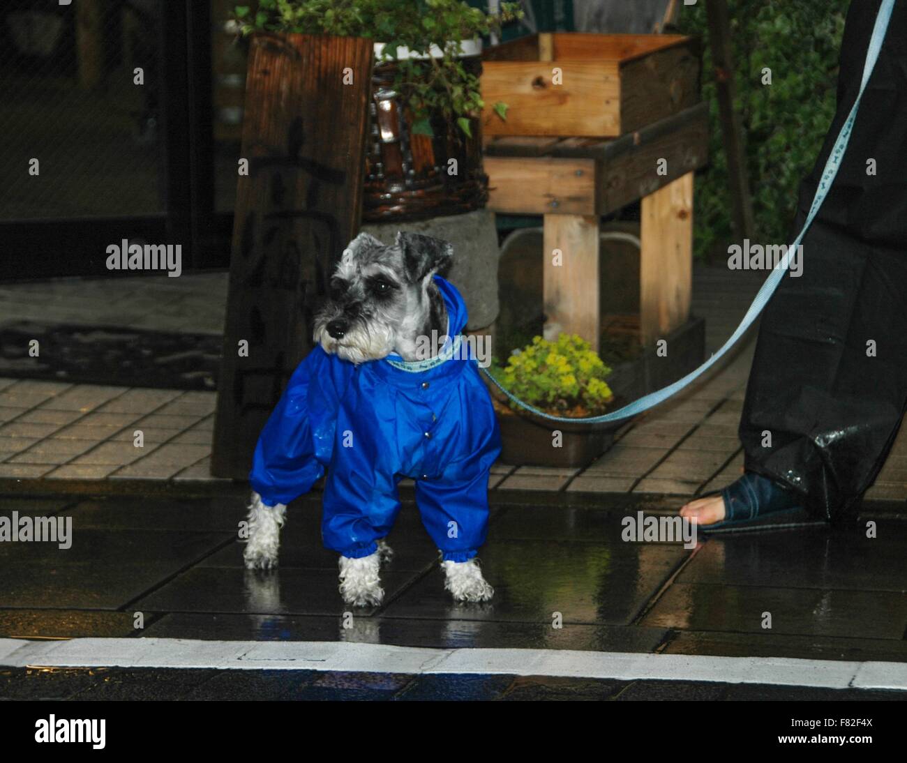 Beaucoup de gens au Japon comme pour habiller leurs chiens, surtout par mauvais temps. Banque D'Images
