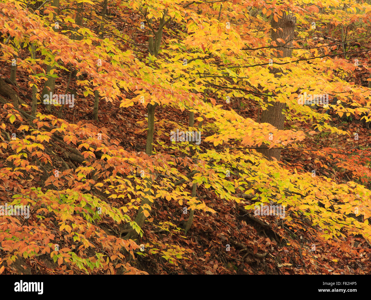 Les branches d'arbres et de feuilles avec plein de couleurs de l'automne. Banque D'Images