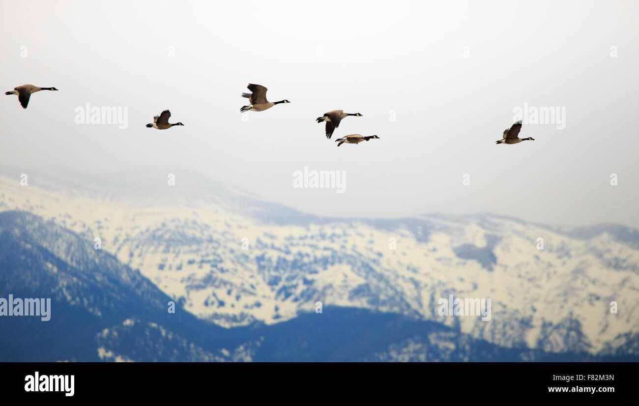 Troupeau d'oies volant au-dessus des montagnes enneigées. Banque D'Images