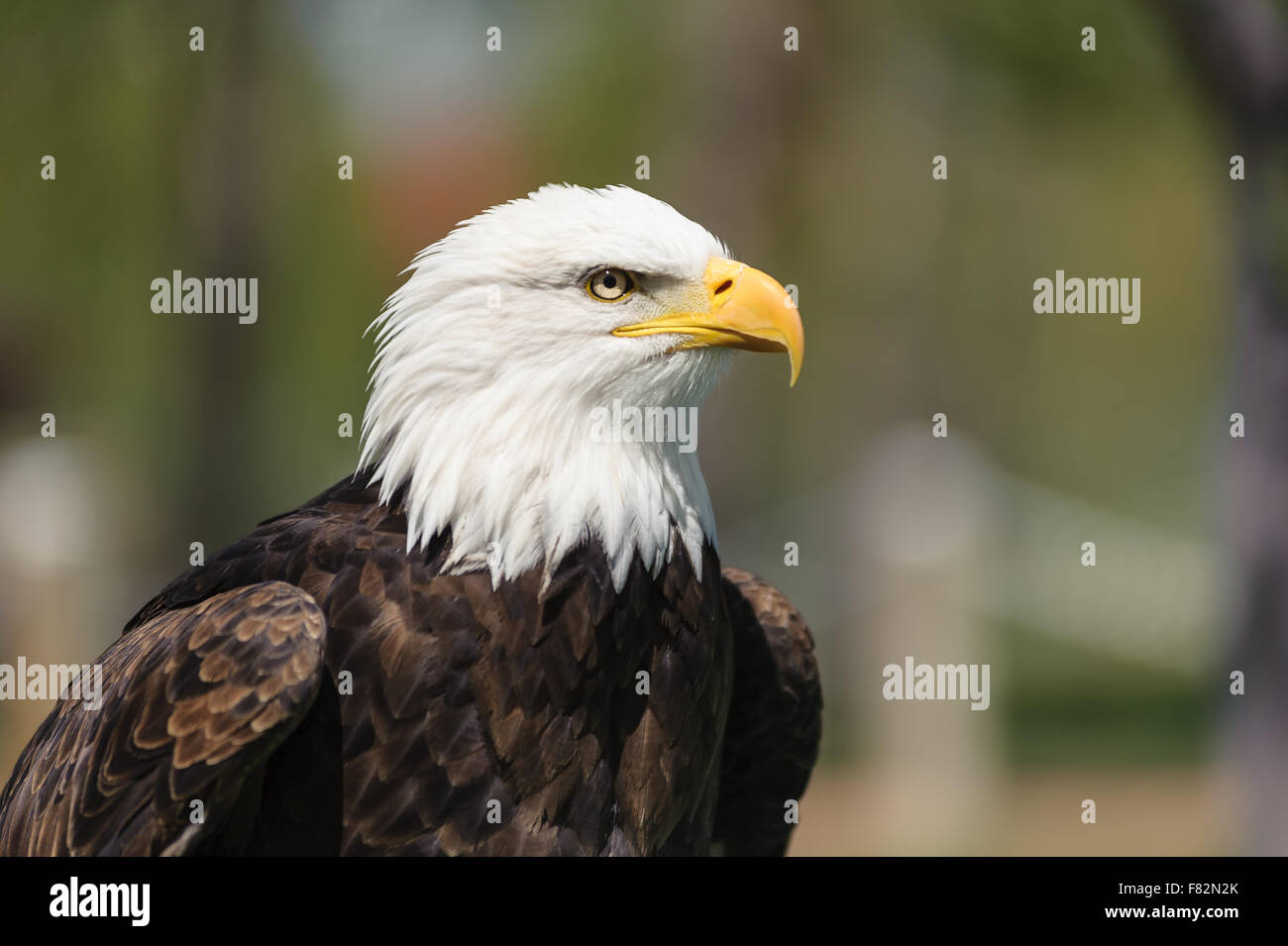 Libre de profil d'un pygargue à tête blanche (Haliaeetus leucocephalus Nom latin), Alberta, Canada - l'arrière-plan flou Banque D'Images