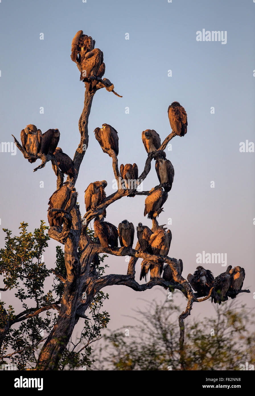 Silhouette de vautours adossés blanc perché dans un arbre en Kruger National Park Banque D'Images