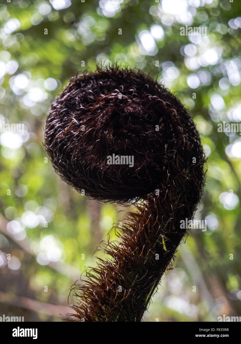 La plupart des frondes de fougère se développent à partir d'une spirale enroulée étroitement connu comme une fougère, crozier ou koru. wheki rugueux, fougère arborescente Dicksoni Banque D'Images