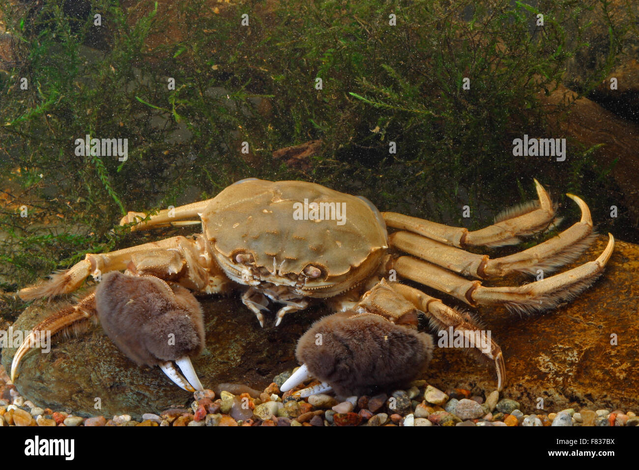 Crabe chinois, Shanghai, crabe poilu, Wollhand-Krabbe Wollhandkrabbe Chinesische, Eriocheir sinensis, crabe chinois Banque D'Images
