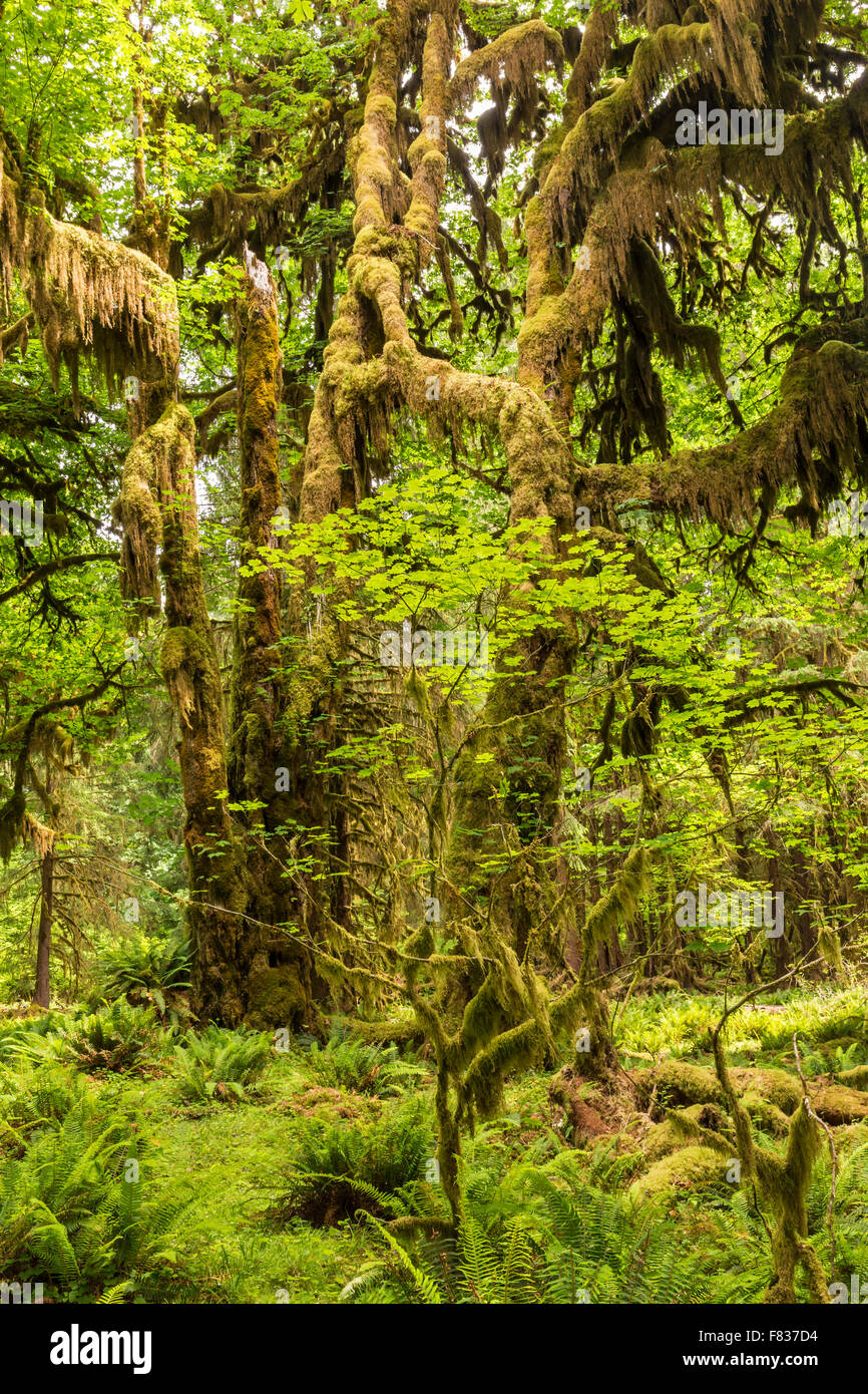 Jeunes et vieux érables drapés de mousse au milieu d'une clairière dans la forêt tropicale de Hoh, Olympic National Park, Washington. Banque D'Images