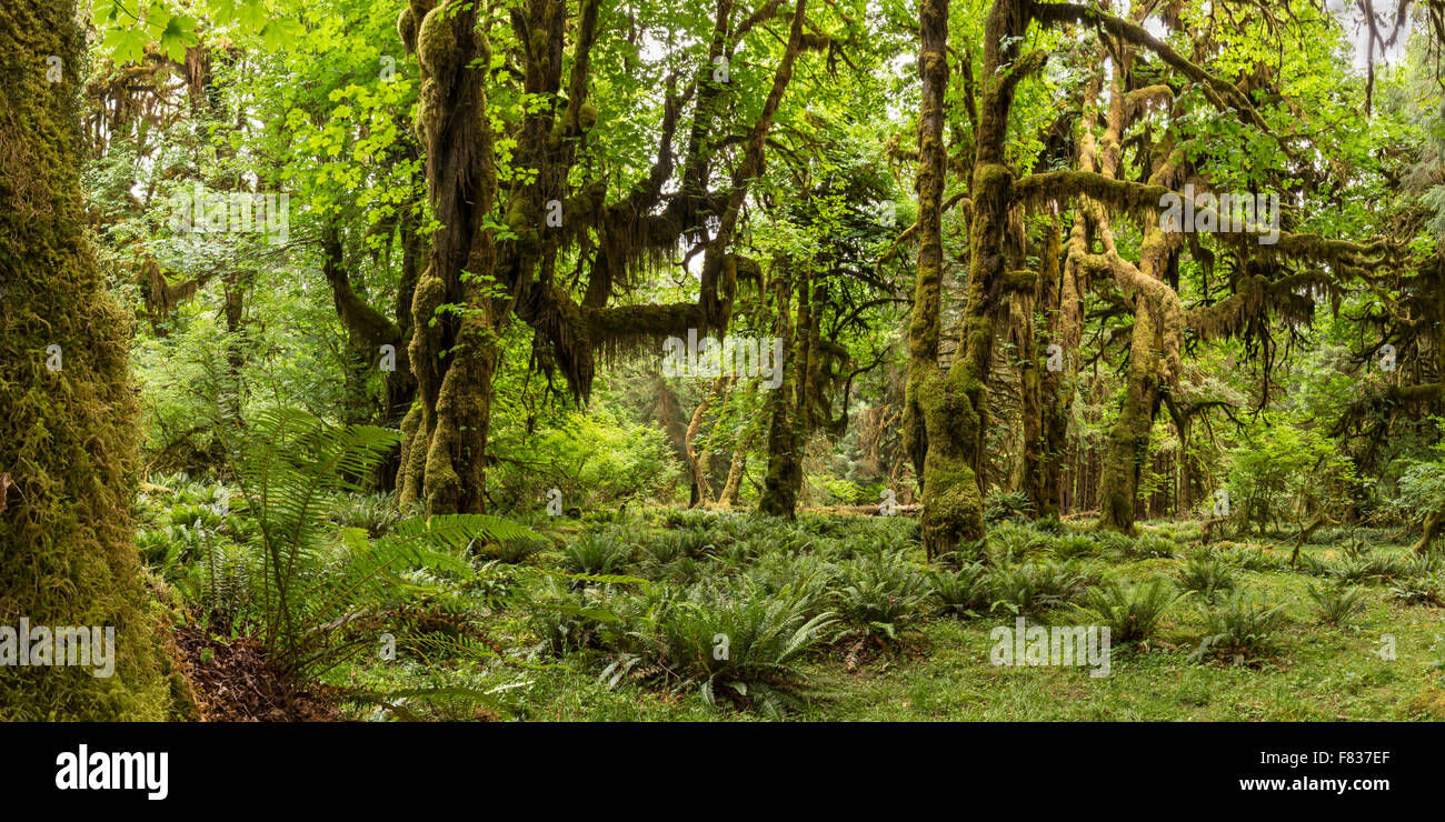 Image panoramique de l'Hoh Rainforest sur la Mairie de mousses en sentier Olympic National Park, Washington. Banque D'Images