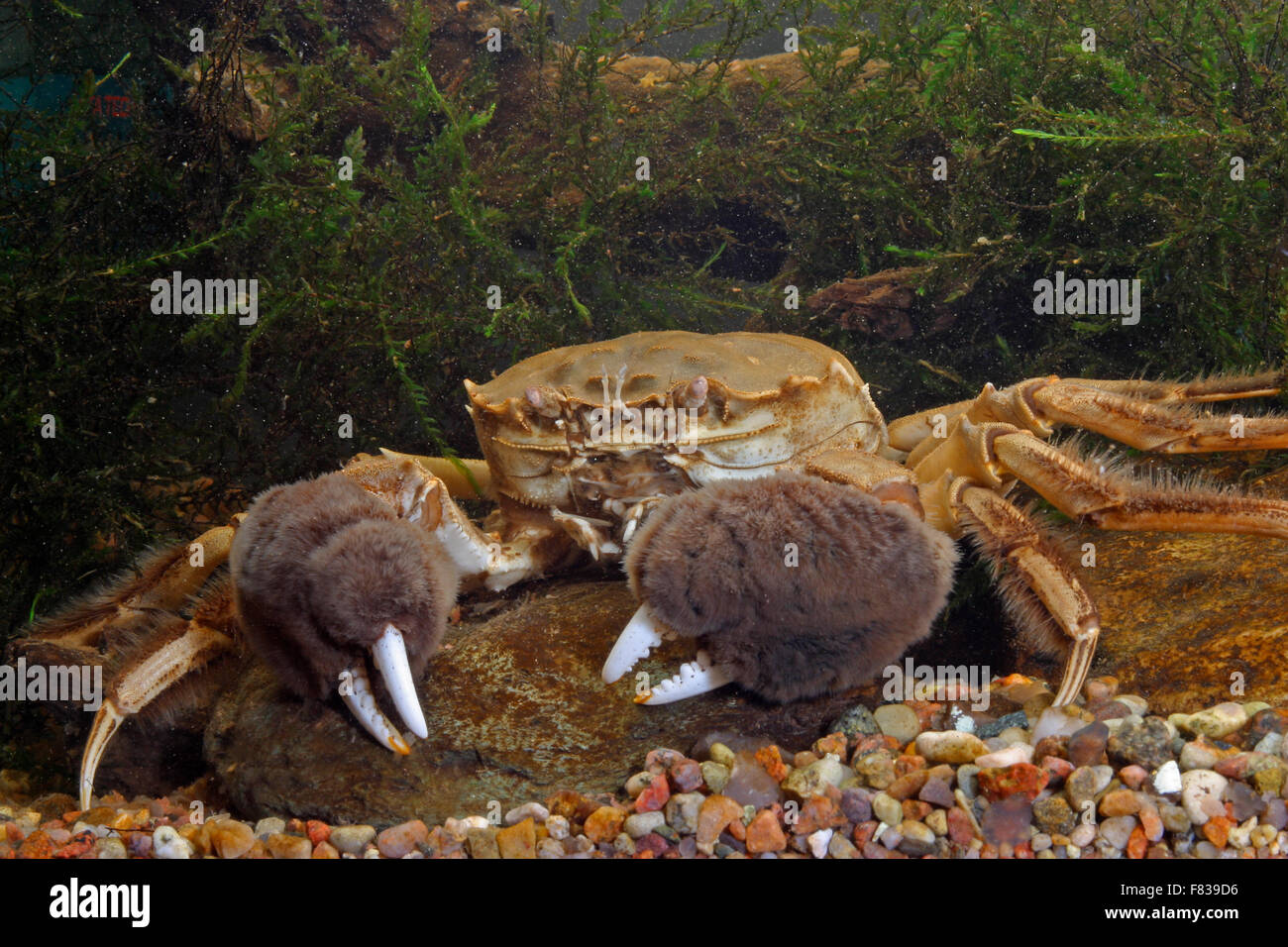 Crabe chinois, Shanghai, crabe poilu, Wollhand-Krabbe Wollhandkrabbe Chinesische, Eriocheir sinensis, crabe chinois Banque D'Images