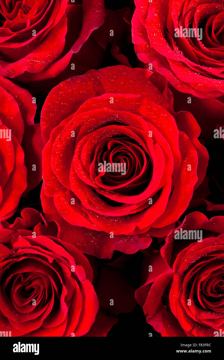 Libre de roses rouges Banque D'Images