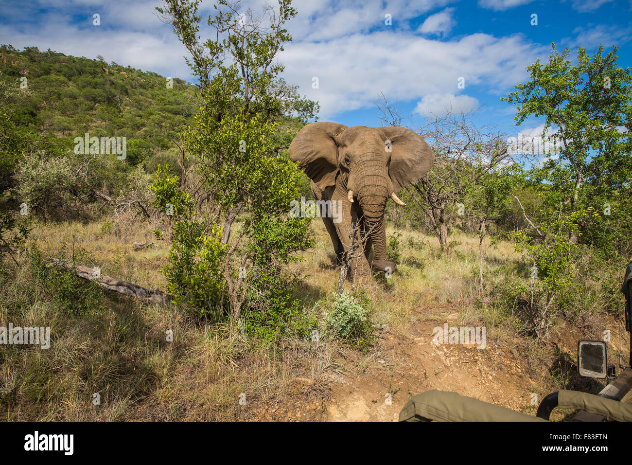 Afrique du Sud - le 15 janvier : Visite de près avec un éléphant pendant le safari à Mkuze Falls Game Reserve Banque D'Images