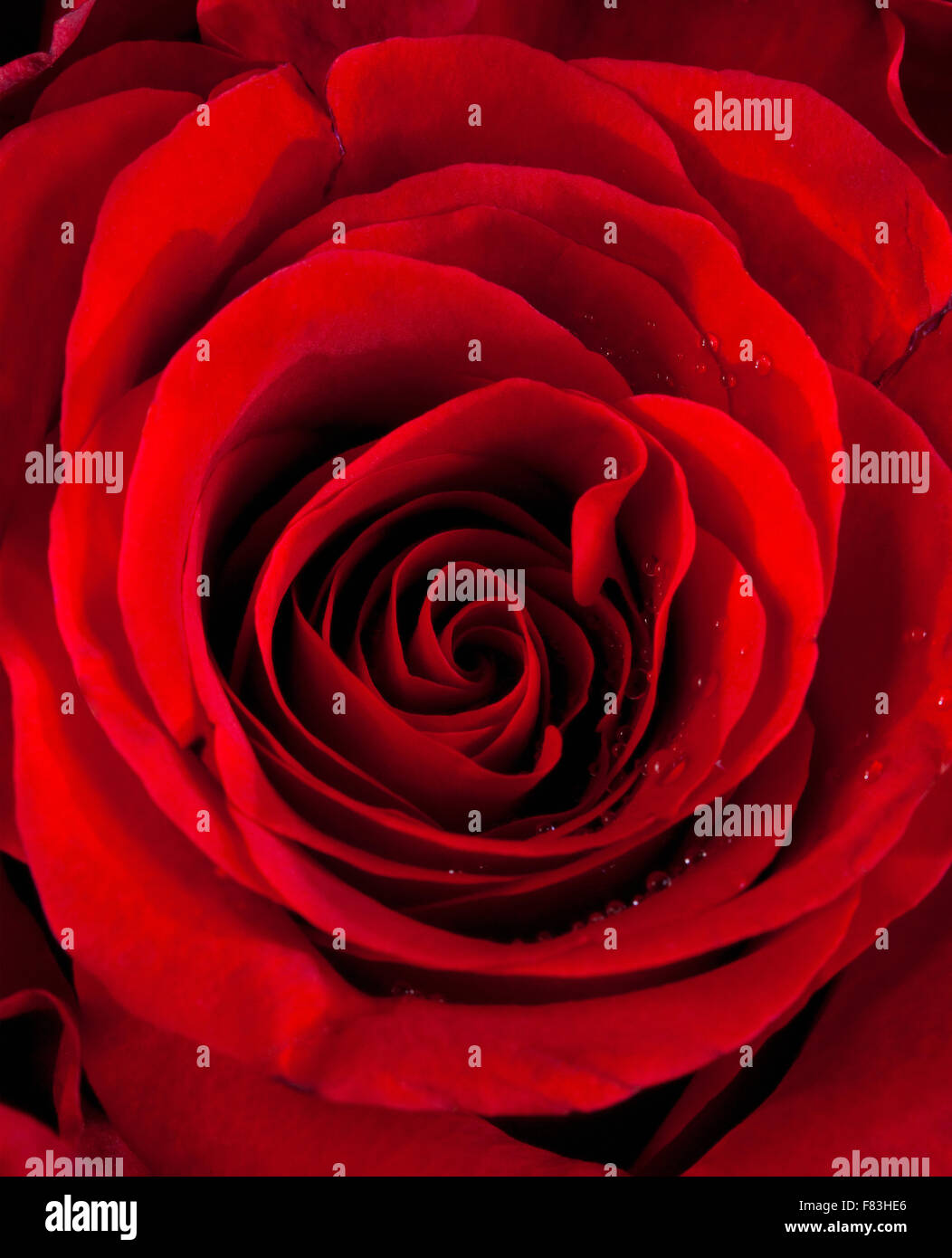 Libre d'une rose rouge Banque D'Images