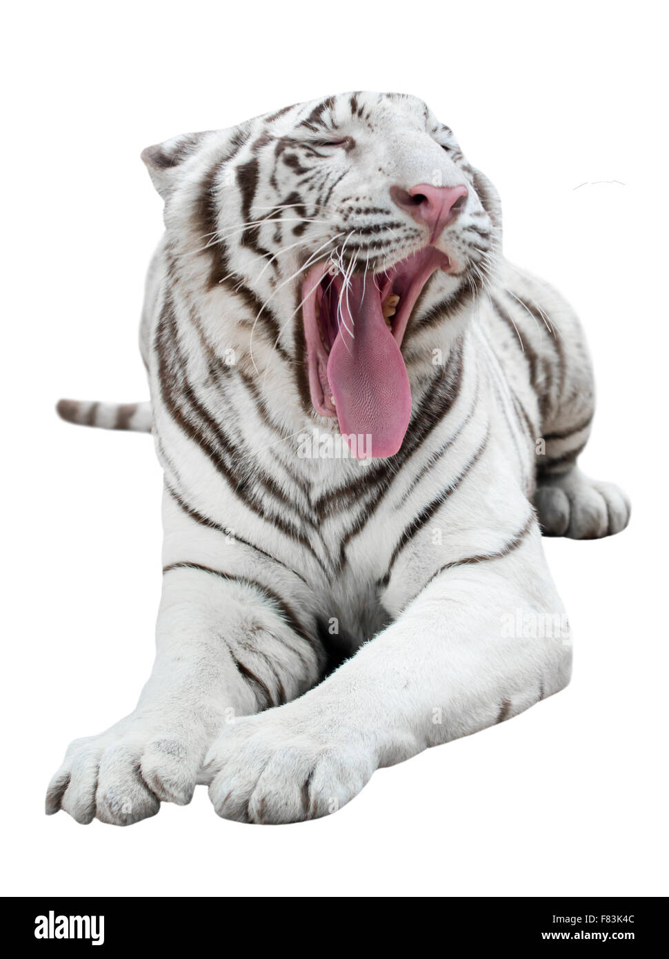 Tigre du Bengale blanc isolé sur fond blanc Banque D'Images