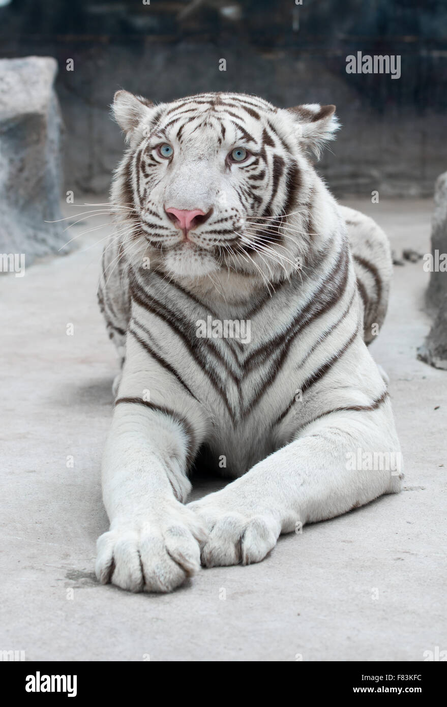 Tigre du Bengale (Panthera tigris) dans l'environnement en captivité Banque D'Images