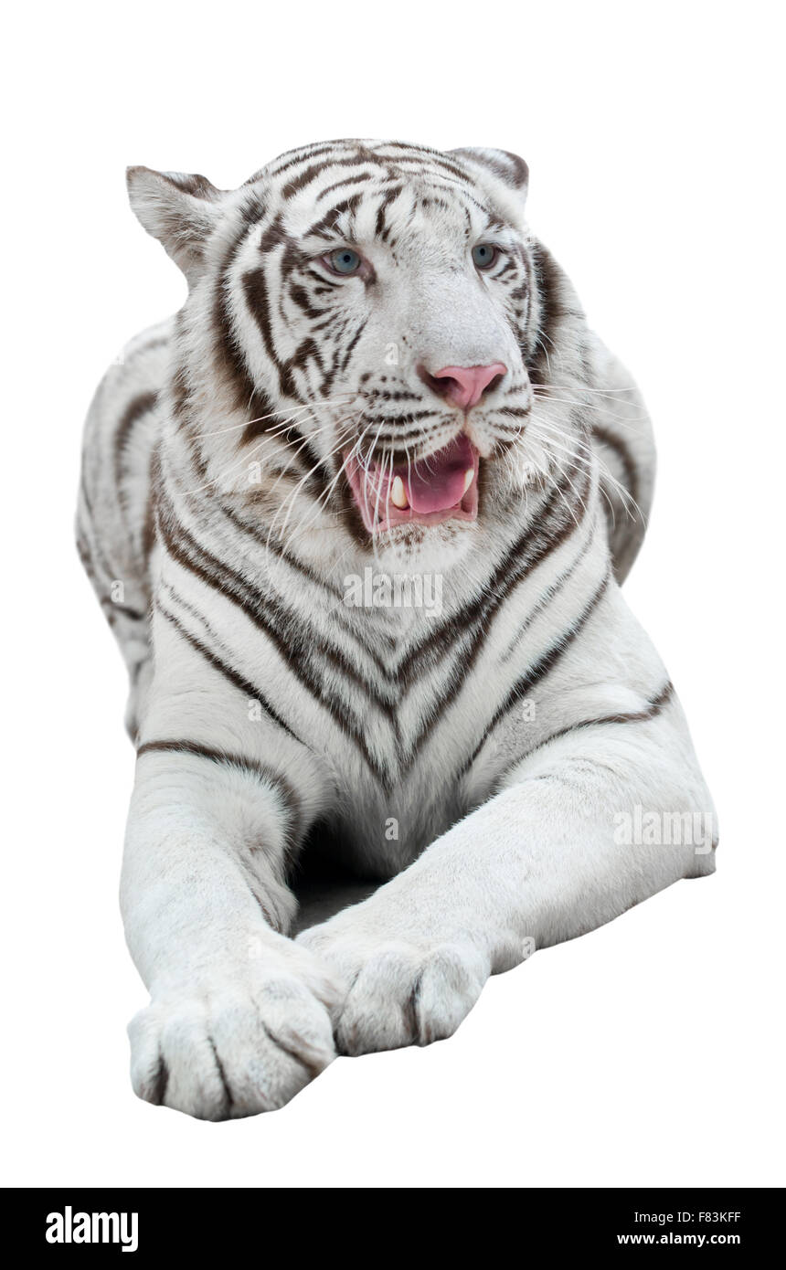 Tigre du Bengale blanc isolé sur fond blanc Banque D'Images