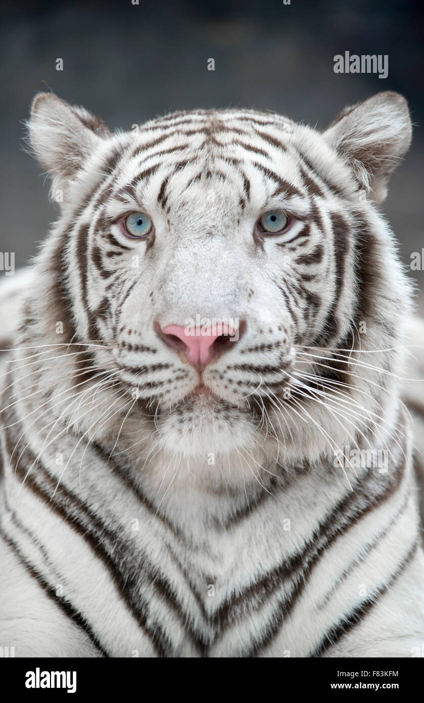 Tigre du Bengale (Panthera tigris) dans l'environnement en captivité Banque D'Images